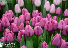 Tulipa Double You ® (3)